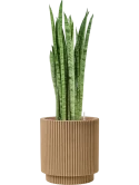 Sansevieria zeylanica 'Narrow' in Capi Nature Groove NL Hydrocultuur