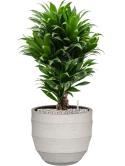 Dracaena fragrans 'Compacta' in Bordo Grond (Vulkastrat)