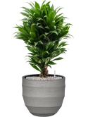 Dracaena fragrans 'Compacta' in Bordo Grond (Vulkastrat)