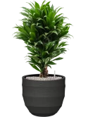 Dracaena fragrans 'Compacta' in Bordo Grond (Vulkastrat)