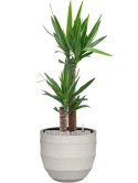 Yucca elephantipes in Bordo Grond (Vulkastrat)