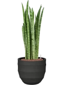 Sansevieria zeylanica 'Narrow' in Bordo Hydrocultuur