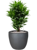 Dracaena fragrans 'Compacta' in Plain Grond (Vulkastrat)