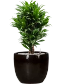 Dracaena fragrans 'Compacta' in Plain Grond (Vulkastrat)