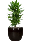 Dracaena fragrans 'Janet Lind' in Plain Grond (Vulkastrat)