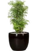 Aralia (Polyscias) 'Ming' in Plain Grond (Vulkastrat)