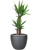 Yucca elephantipes in Plain Grond (Vulkastrat)