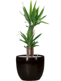 Yucca elephantipes in Plain Grond (Vulkastrat)