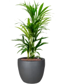 Kentia (Howea) forsteriana in Plain Hydrocultuur