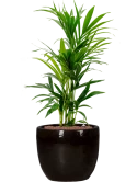 Kentia (Howea) forsteriana in Plain Hydrocultuur