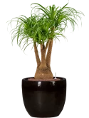 Beaucarnea recurvata in Plain Hydrocultuur