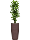 Dracaena fragrans 'Dorado' in Terreno Grond (Vulkastrat)