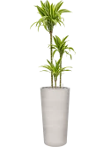 Dracaena fragrans 'Lemon Lime' in Terreno Grond (Vulkastrat)