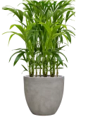 Kentia (Howea) forsteriana in Antwerp Grond (Vulkastrat)