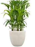 Kentia (Howea) forsteriana in Antwerp Grond (Vulkastrat)