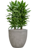 Dracaena fragrans 'Janet Lind' in Antwerp Grond (Vulkastrat)