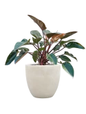 Philodendron 'Red Beauty' in Antwerp Grond (Vulkastrat)