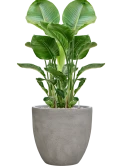 Strelitzia nicolai in Antwerp Grond (Vulkastrat)