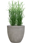 Euphorbia tirucalli in Antwerp Grond (Vulkastrat)