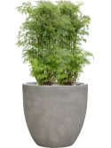 Aralia (Polyscias) 'Ming' in Antwerp Grond (Vulkastrat)