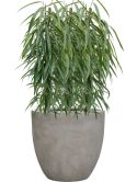 Ficus binnendijkii 'Alii' in Antwerp Grond (Vulkastrat)
