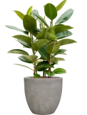 Ficus elastica 'Robusta' in Antwerp Hydrocultuur