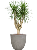 Dracaena marginata in Antwerp Hydrocultuur