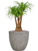 Beaucarnea recurvata in Antwerp Hydrocultuur