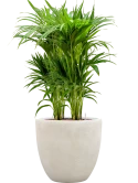 Kentia (Howea) forsteriana in Antwerp Hydrocultuur