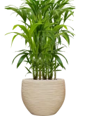 Kentia (Howea) forsteriana in Baq Dune Grond (Vulkastrat)