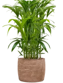 Kentia (Howea) forsteriana in Baq Algar Grond (Vulkastrat)