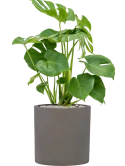 Monstera deliciosa in Rough Grond (Vulkastrat)