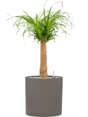 Beaucarnea recurvata in Rough Grond (Vulkastrat)