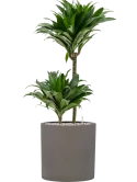 Dracaena fragrans 'Compacta' in Rough Grond (Vulkastrat)