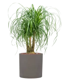 Beaucarnea recurvata in Rough Hydrocultuur