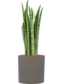 Sansevieria zeylanica 'Narrow' in Rough Hydrocultuur