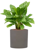 Aglaonema 'Stripes' in Rough Hydrocultuur