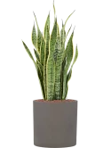 Sansevieria trifasciata 'Laurentii' in Rough Hydrocultuur