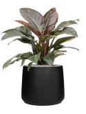 Philodendron 'Imperial Red' in Natural Grond (Vulkastrat)