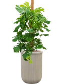 Monstera deliciosa in Baq Vertical Rib Hydrocultuur