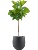 Ficus lyrata in Grigio Grond (Vulkastrat)