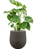 Monstera deliciosa in Baq Seren Grond (Vulkastrat)