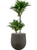 Dracaena fragrans 'Compacta' in Baq Seren Grond (Vulkastrat)