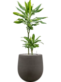 Dracaena fragrans 'Cintho' in Baq Seren Grond (Vulkastrat)