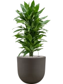 Dracaena fragrans 'Janet Lind' in Baq Seren Grond (Vulkastrat)