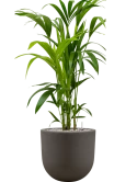Kentia (Howea) forsteriana in Baq Seren Grond (Vulkastrat)