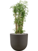 Aralia (Polyscias) 'Ming' in Baq Seren Grond (Vulkastrat)
