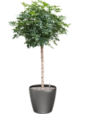 Schefflera arboricola 'Compacta' in Lechuza Classico Grond (Vulkastrat)
