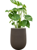 Monstera deliciosa in Baq Seren Grond (Vulkastrat)