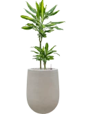 Dracaena fragrans 'Cintho' in Baq Seren Grond (Vulkastrat)